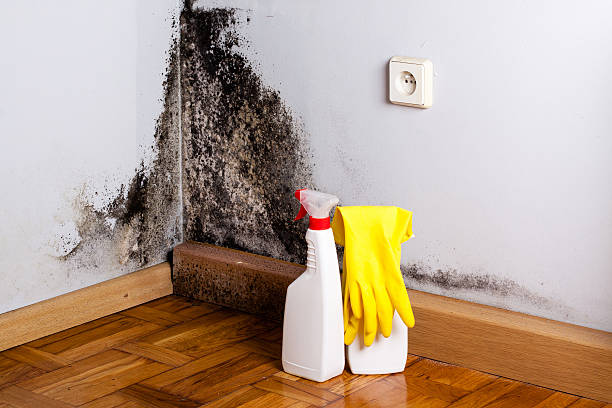 Best Commercial Mold Removal  in Stock Island, FL